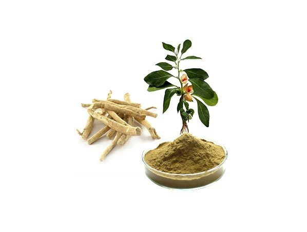 Aphrodisiac Herbs TOP 11 for Sexual Health: Unlocking Natural Libido Boosters