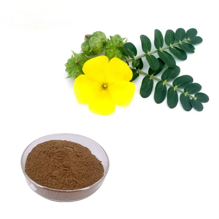 Aphrodisiac Herbs TOP 11 for Sexual Health: Unlocking Natural Libido Boosters Aphrodisiac Herbs TOP 11 for Sexual Health: Unlocking Natural Libido Boosters